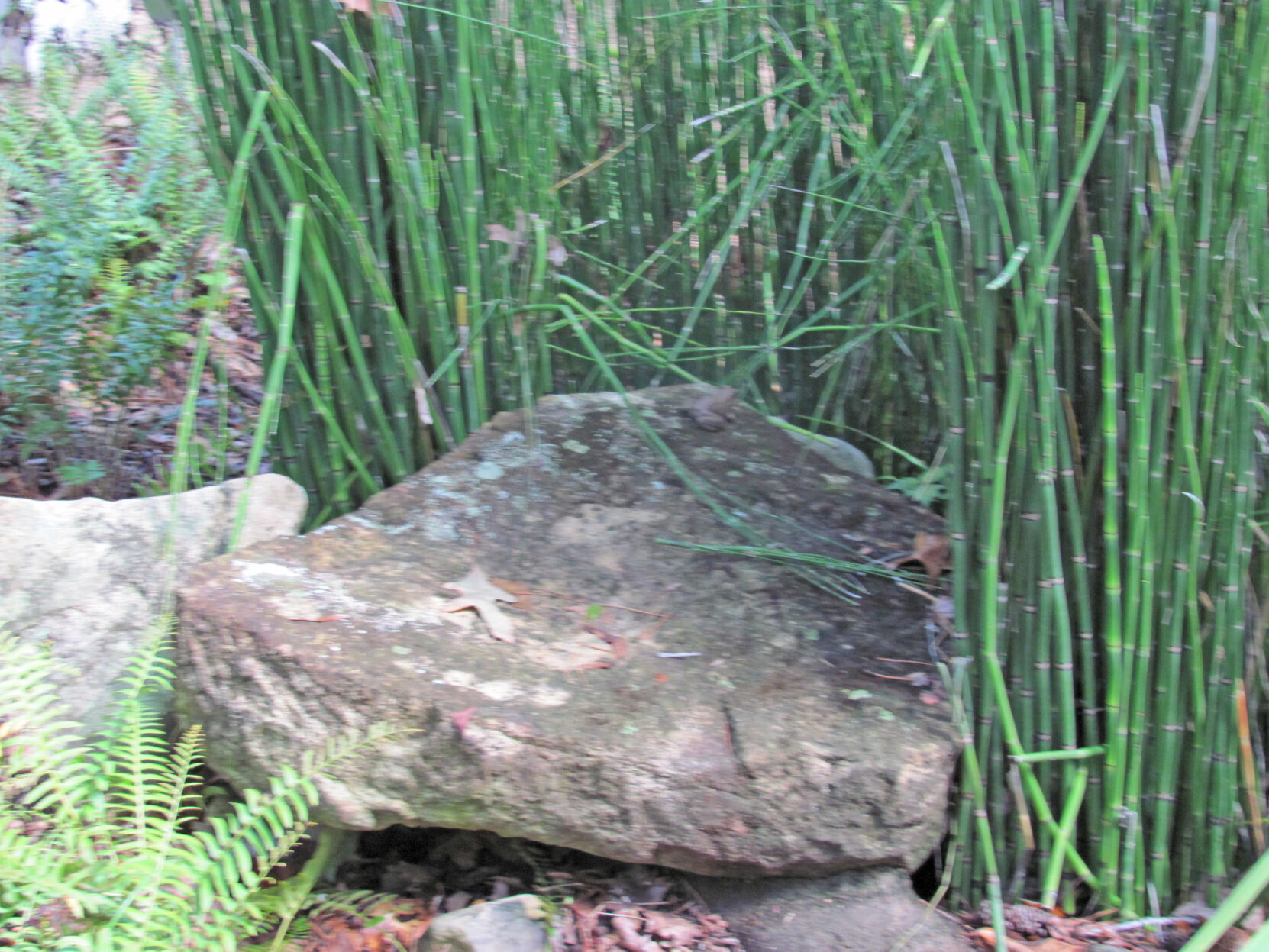 Horsetail